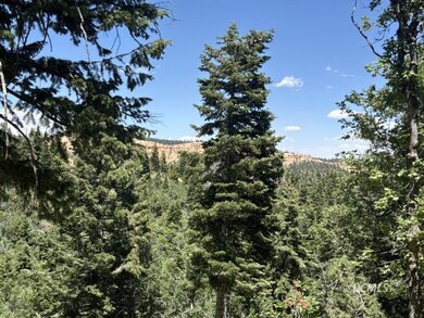 Lots of trees