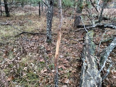 VL Par 3 S Forman Rd, Baldwin, MI 49304 - photo 3