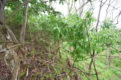 682 A T Dean Rd unit (Tract E), Harrodsburg, KY 40330 - photo 7