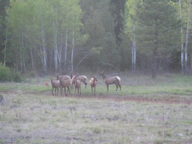 Elk near Road