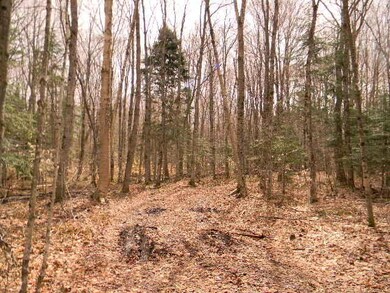 Woods