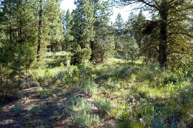 Lots of Trees for Shade & Privacy