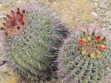 6080 N Mona Lisa Rd, Tucson, AZ 85741 - photo 5