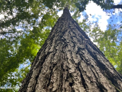 00 Raymond Rd, Hazlehurst, MS 39083 - photo 4