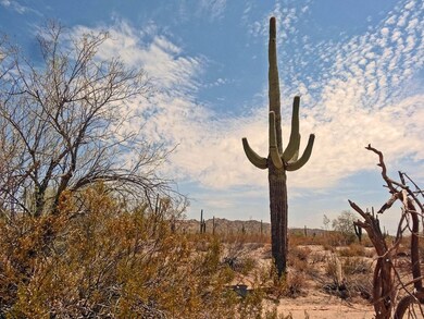 Impressive Saguaro Specimens!