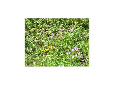 Lots of flowers & wildlife
