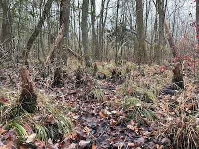 000 Fleming Mill Rd, Pocomoke City, MD 21851 - photo 2