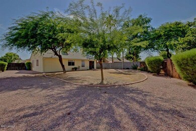 backyard and trees