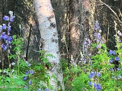 Birch and Lupine