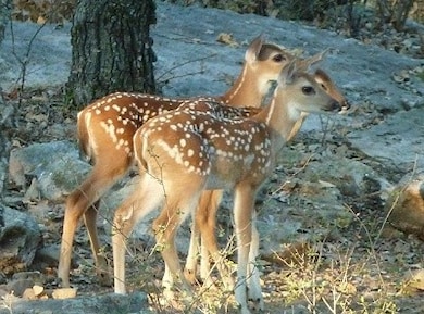 Lot 449 Ranchview Ct, Bowie, TX 76230 - photo 6