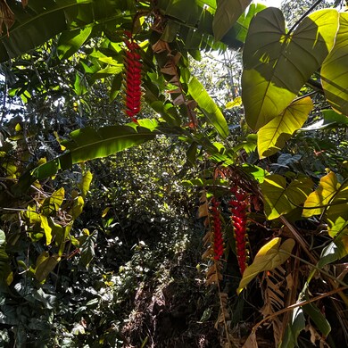 At entrance to path on Opae