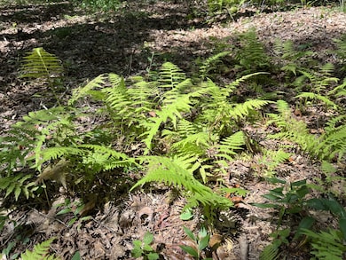 201 Blackberry Farm Rd, Monteagle, TN 37356 - photo 2