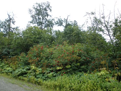 Looking up Scenic View Loop