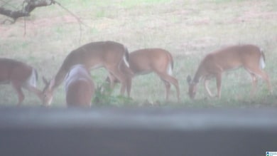 1864 Kelly Loop Rd, Mount Olive, AL 35117 - photo 5