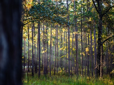 0 Beach Rd, Purvis, MS 39475 - photo 4