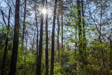 1011 Hunters Creek Way, Hockley, TX 77447 - photo 6