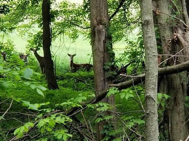 Deer in woods.