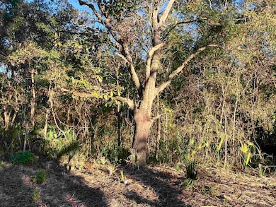 TBD Otter Lake Rd, Panacea, FL 32346 - photo 5