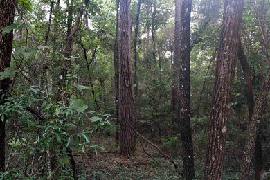 0 Arikara Dr unit 3 287846, Crawfordville, FL 32327 - photo 6