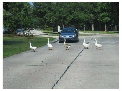 Photo. Caution! Greenleaves has a Duck Crossing