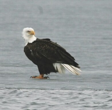 157 Red Gate Rd, Sanbornville, NH 03872 - photo 5