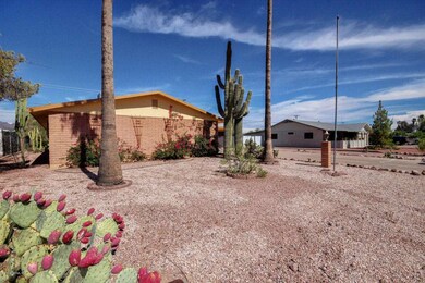 Cactus-03