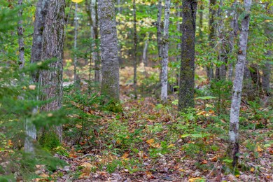 85 Locke Falls Rd, Tamworth, NH 03897 - photo 2