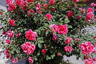 Show winning Rose Bushes in the backyard...