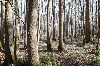 0 Hwy 82, Reform, AL 35481 - photo 6