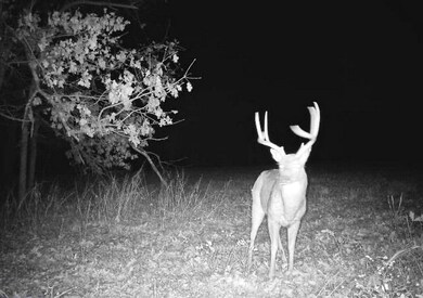 5043 State Highway J, Stockton, MO 65785 - photo 3