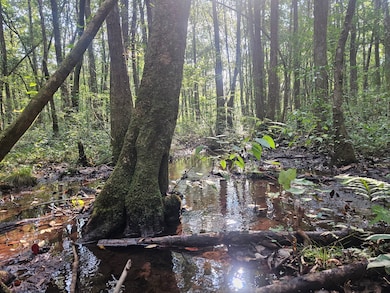 153-63 Houston Rd, Mount Olive, MS 39119 - photo 2