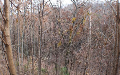 Additional View