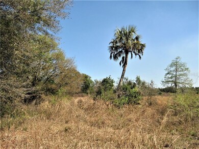 Palmetto Palm and various trees