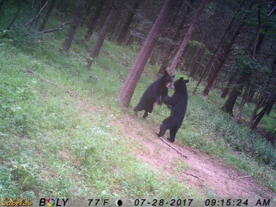 17770 S Highway 71, Winslow, AR 72959 - photo 3