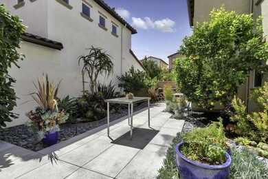 Beautiful succulents and a lemon tree - great for 