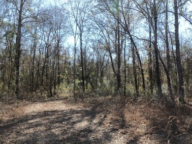 View leading to the creek