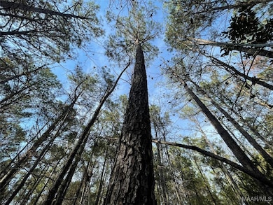 . County Road 69, Valley Grande, AL 36701 - photo 6