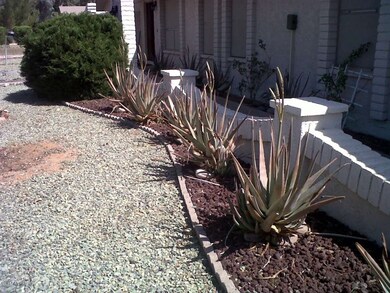 cacti