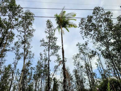 A tropical palm tree