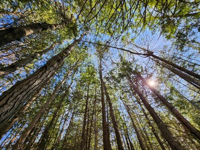 A beautiful mix of trees