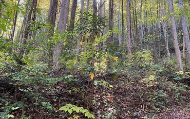 Additional View