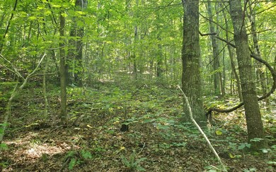Additional View