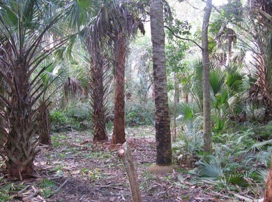 canaveral_prop03