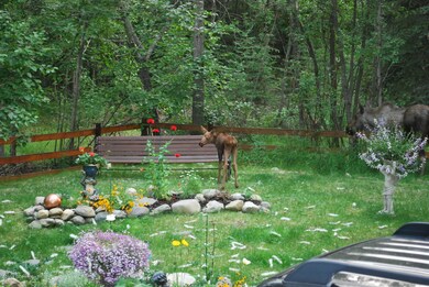 House guest in yard