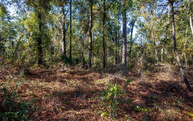 TBD N County Road 349, O'Brien, FL 32071 - photo 6