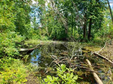 Pond in woods.