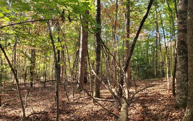 Additional View
