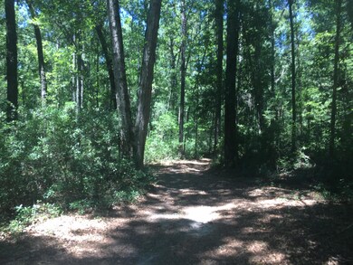 Woods view 1