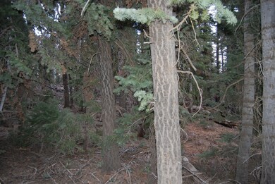 Close to Trails