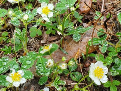 0 Blackcat Point Dr, Princeton, ME 04668 - photo 4